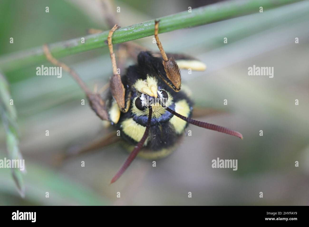 Sesia apiformis, allgemein bekannt als Hornet Motte oder Hornet clearwing getarnt als Hornet, Beispiel für Batesian Mimikry Stockfoto