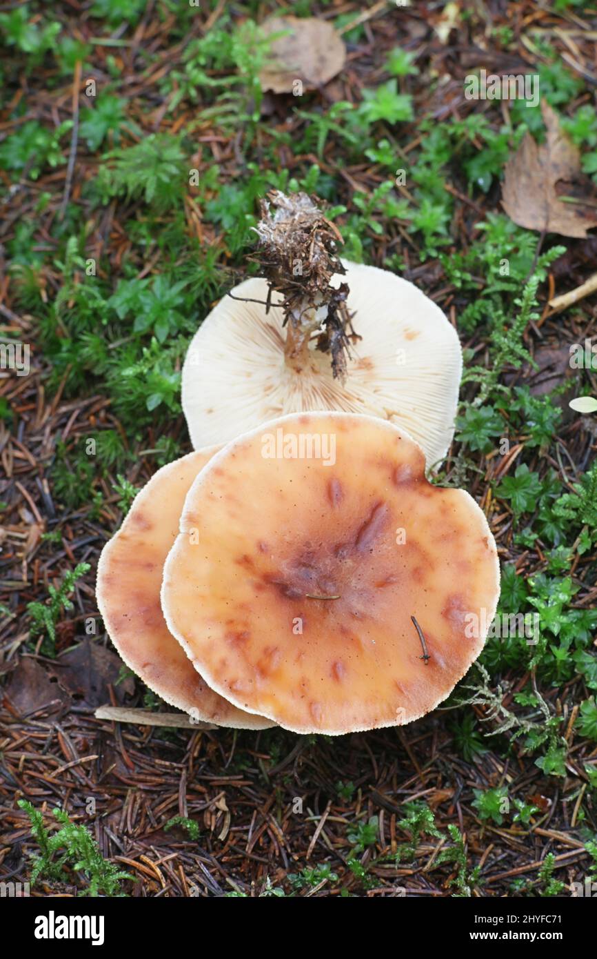 Paralepista gilva, bekannt als Tawny Funnel, wilder Pilz aus Finnland Stockfoto