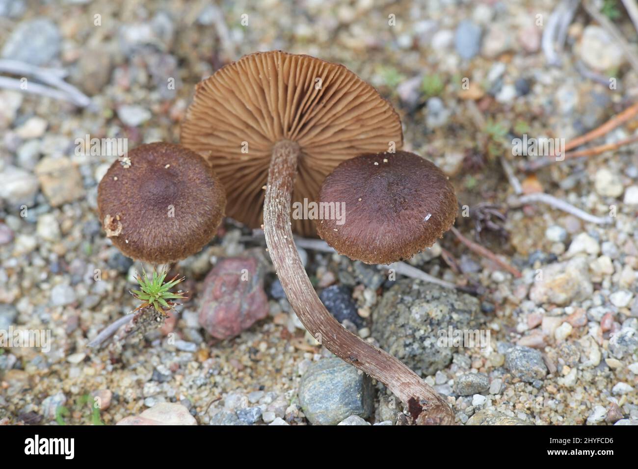 Inocybe lacera, allgemein bekannt als die zerrissenen Fibrecap, wilde Pilze aus Finnland Stockfoto