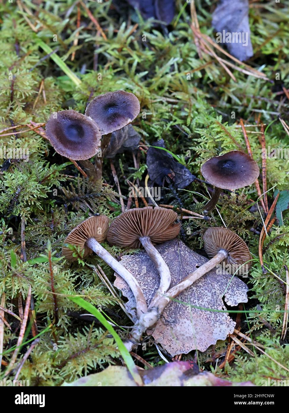 Cortinarius anthracinus, ein Webkappenpilz aus Finnland Stockfoto