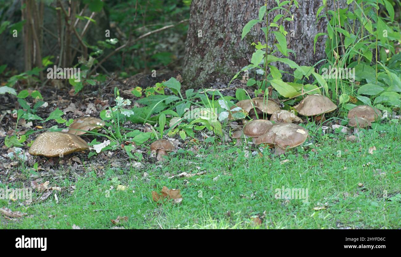 Boletus aestivalis, auch Boletus reticulatus, Summer Cep oder Summer Bolete genannt, wilder, essbarer Pilz aus Finnland Stockfoto