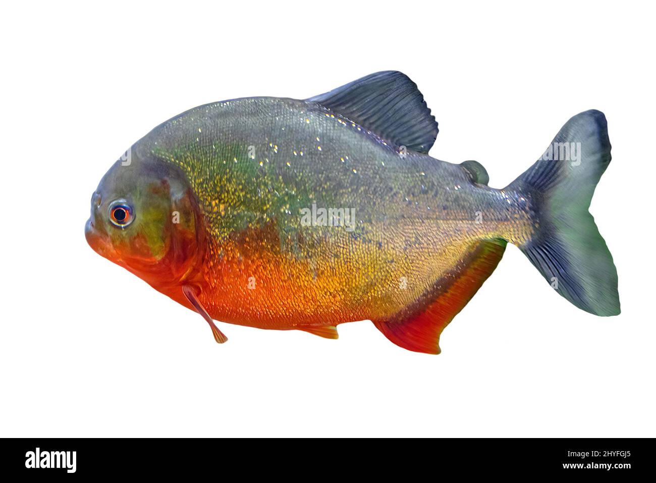 Nahaufnahme von Rotbauchigen Piranha in einem Fischbecken. Pygocentrus nattereri Arten aus Südamerika, vor allem im Amazonas, Paraguay und Brasilien Flüsse Stockfoto
