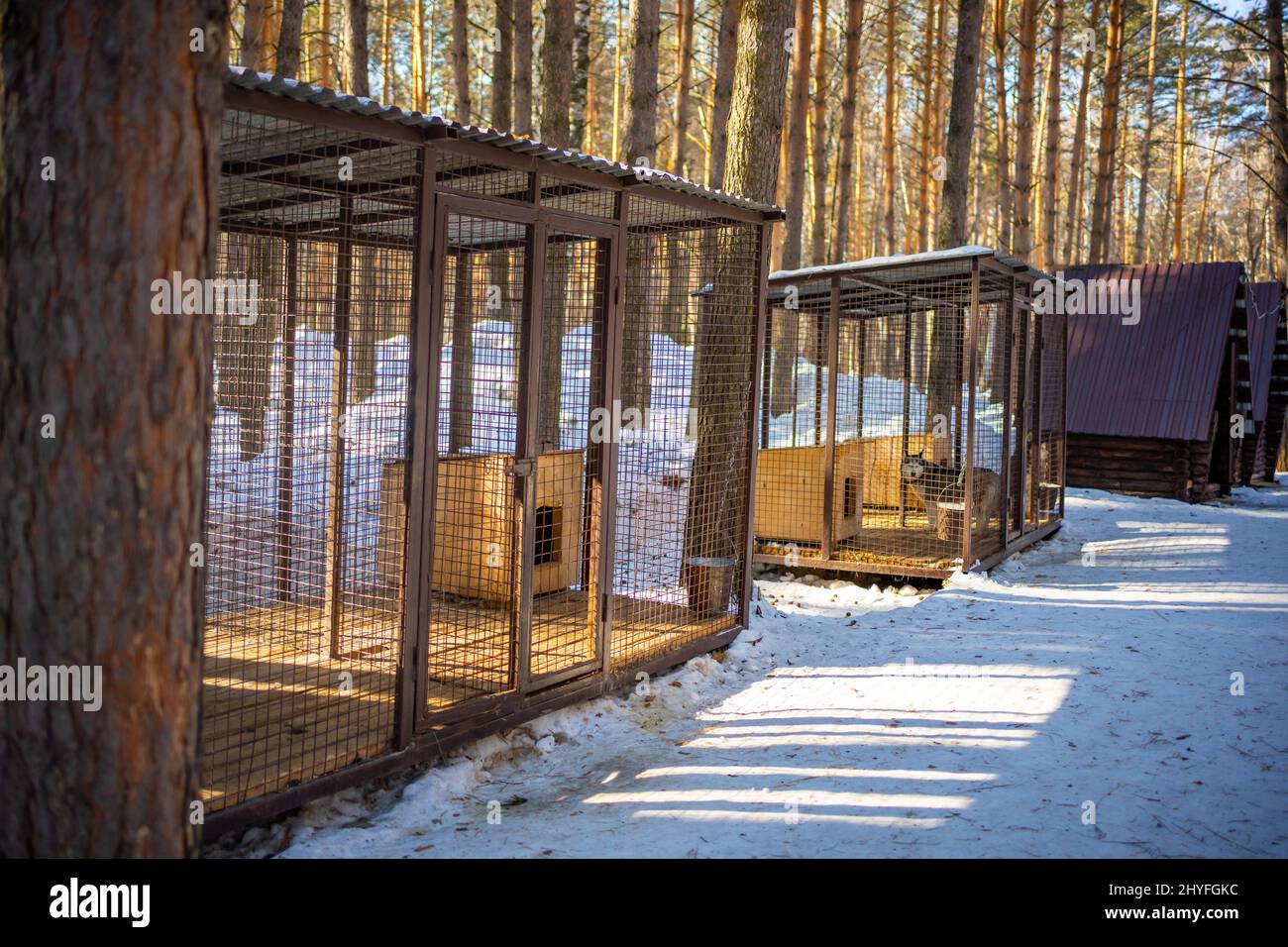 Private Hundefarm Haskiland in der Nähe von Kemerowo, Russland Stockfoto