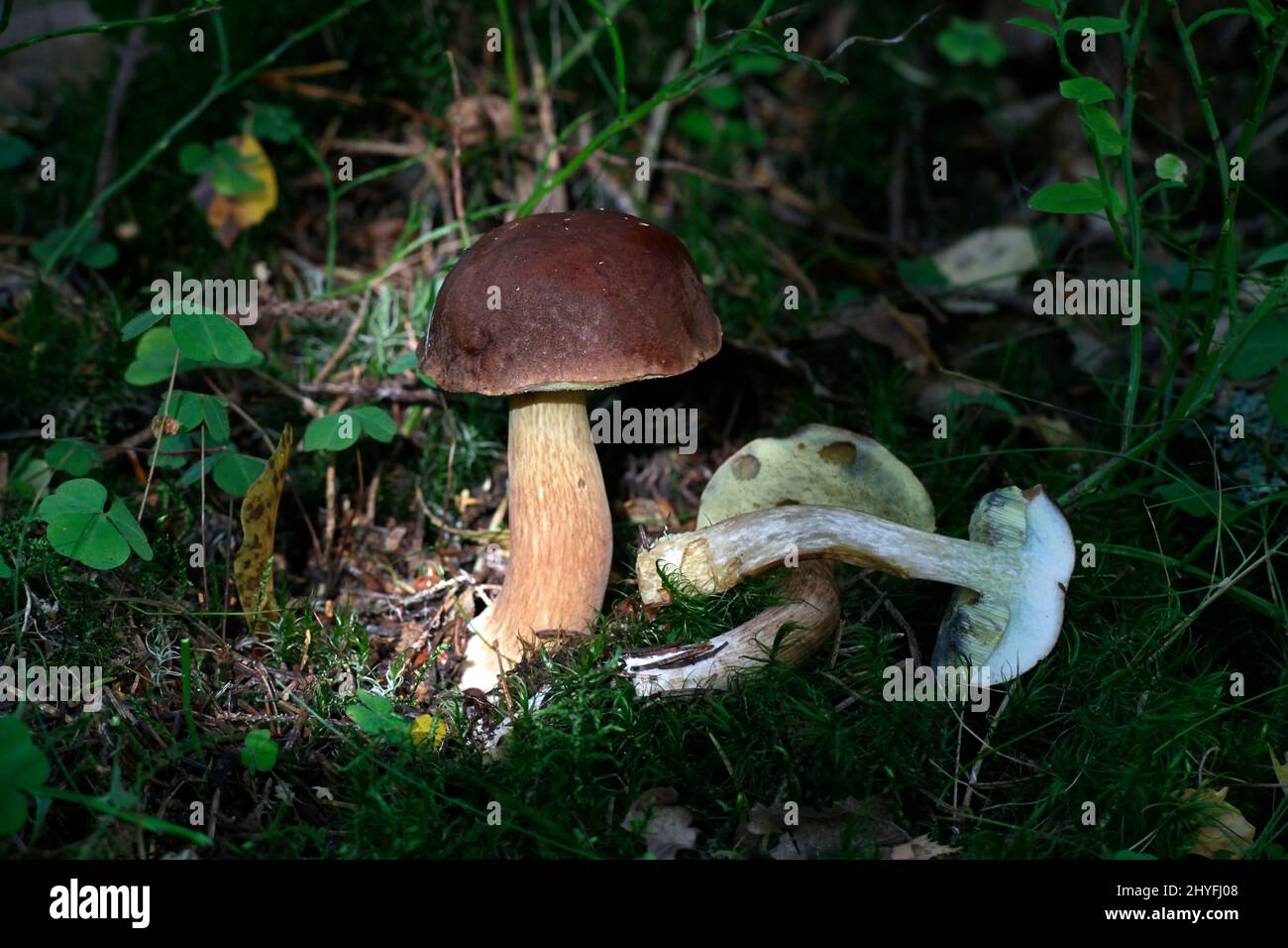 Imleria Badia, bekannt als die Bucht bolete, wilde Pilze aus Finnland Stockfoto
