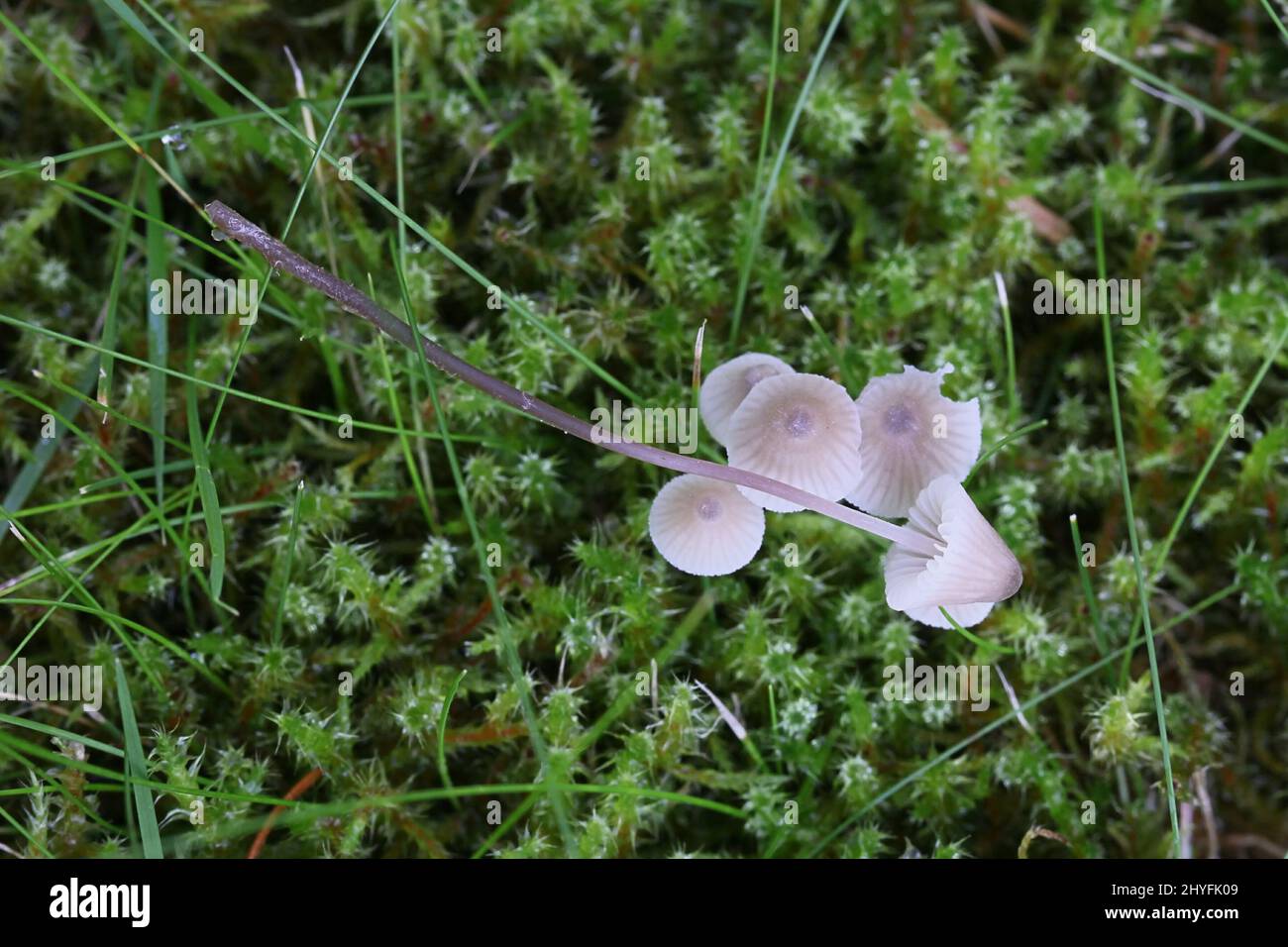Mycena flavescens, allgemein bekannt als Elfenbeinhaube, wilder Pilz aus Finnland Stockfoto