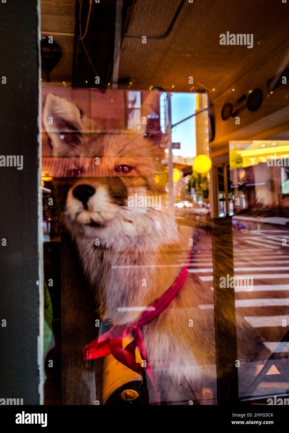 Vertikale Aufnahme eines ausgestopften Fuchses hinter einem Restaurantfenster mit Stadtstraßenreflektion Stockfoto