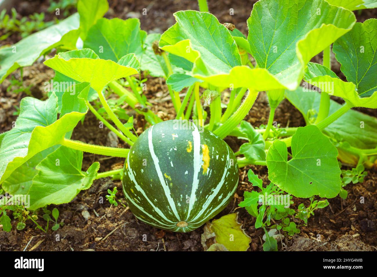 Im Garten wächst der grün gestreifte Kürbis. Gemüsefleck. Stockfoto