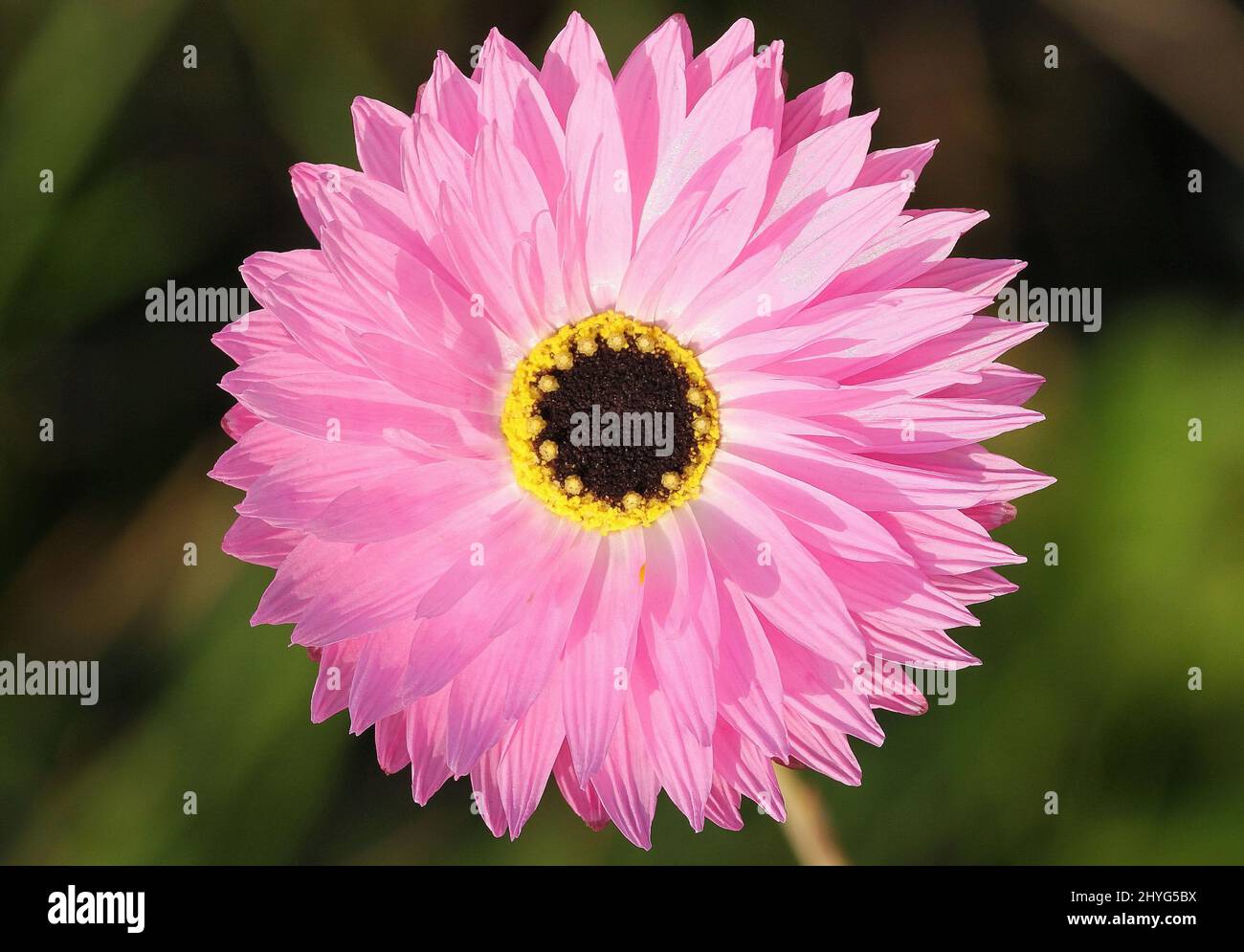 Hypnotische Blume Stockfoto