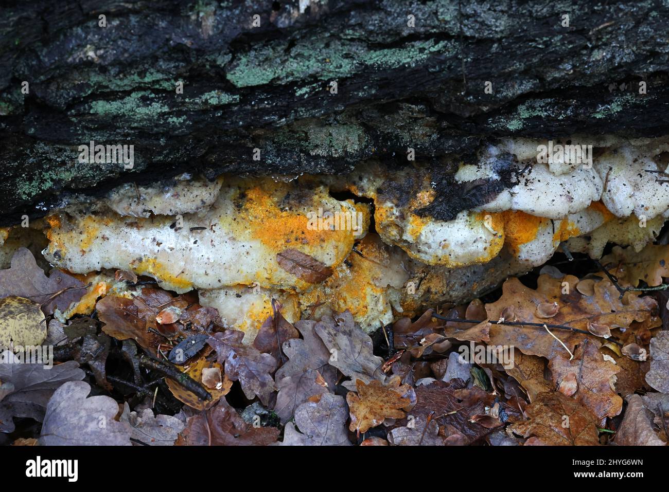 Hypomyces aurantius, bekannt als Orange Polypore Mold, parasitär auf Hericium cirrnatum, bekannt als Tiered Tooth Fungus Stockfoto