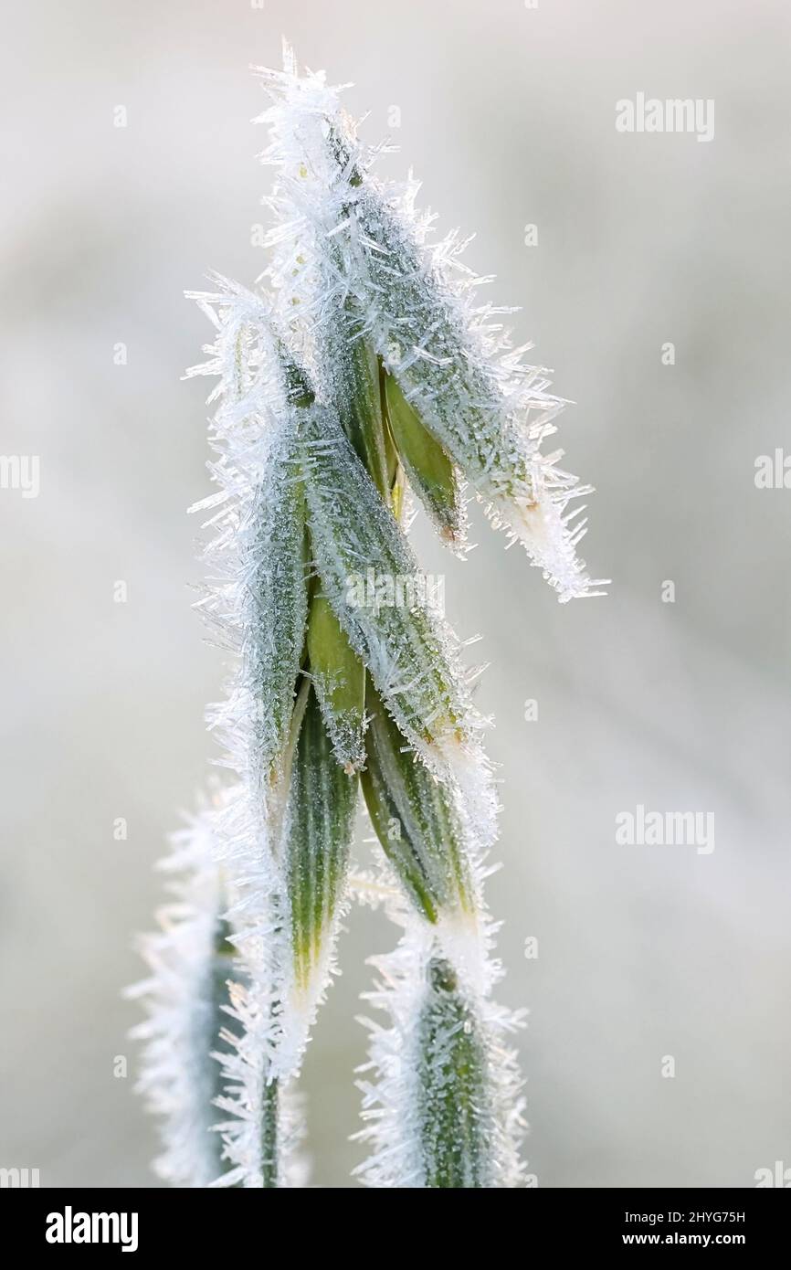 Hafer, Avena sativa, durch ersten Frost gebissen Stockfoto