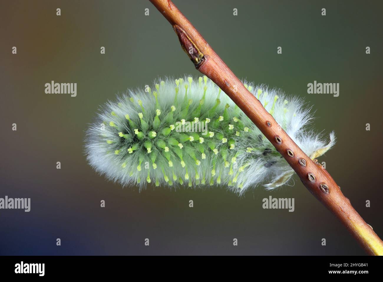 Blühende Weide. Schöne Catkin von Teebleaved Willow (Salix phylicifolia). Erste Frühlingszeichen in Finnland. Stockfoto