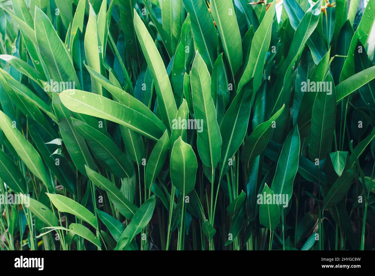 Lange grüne Blätter. Natürlicher Hintergrund Stockfoto