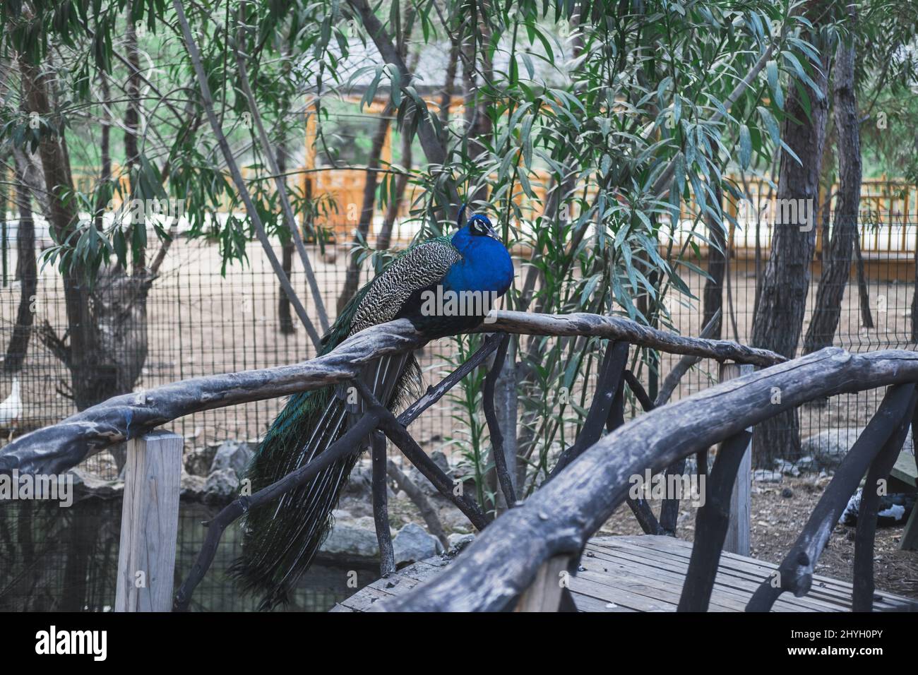 Ein männlicher Pfau sitzt auf einer Holzbrücke. Stockfoto