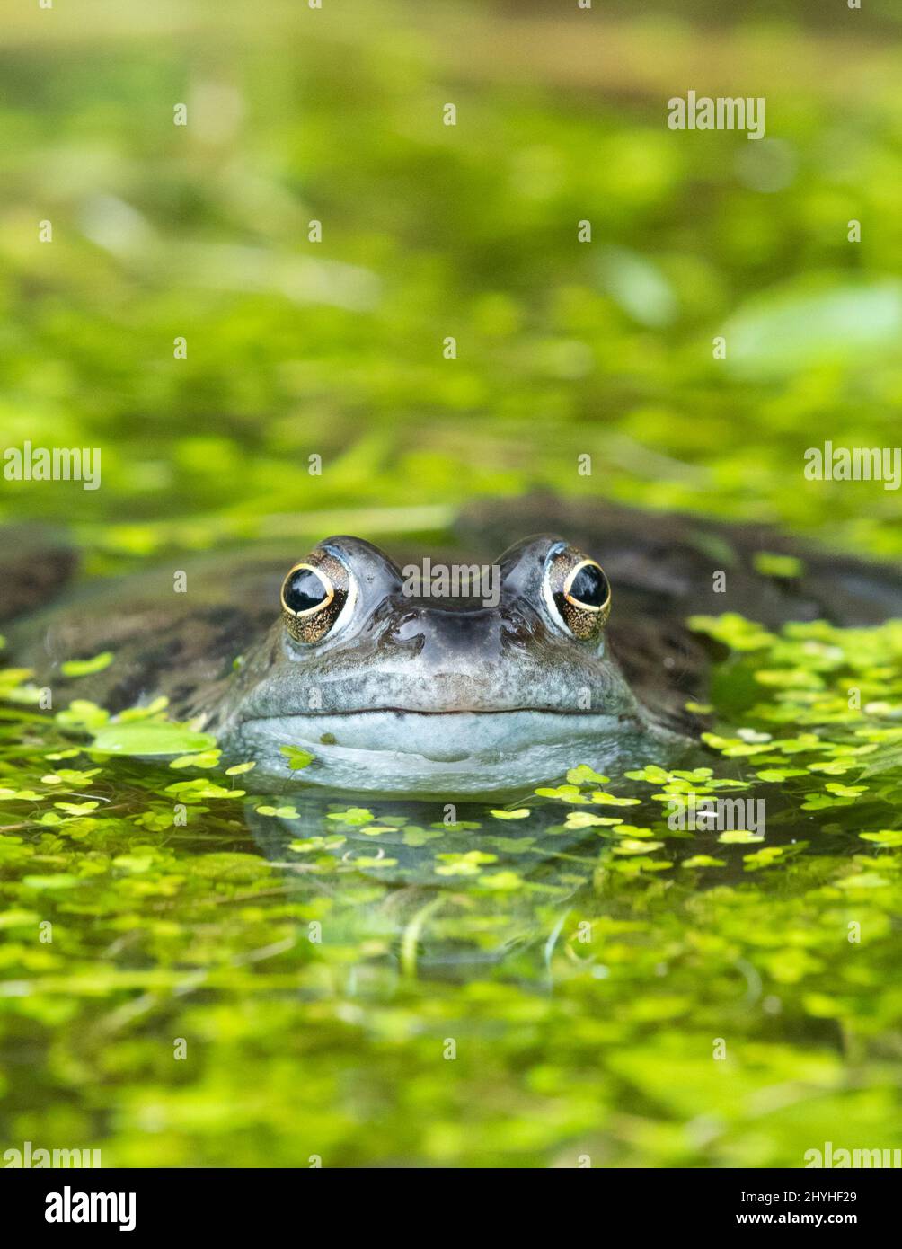 Frosch - gemeiner Frosch - rana temporaria - umgeben von Entenkraut im Gartenteich - Schottland, Großbritannien Stockfoto
