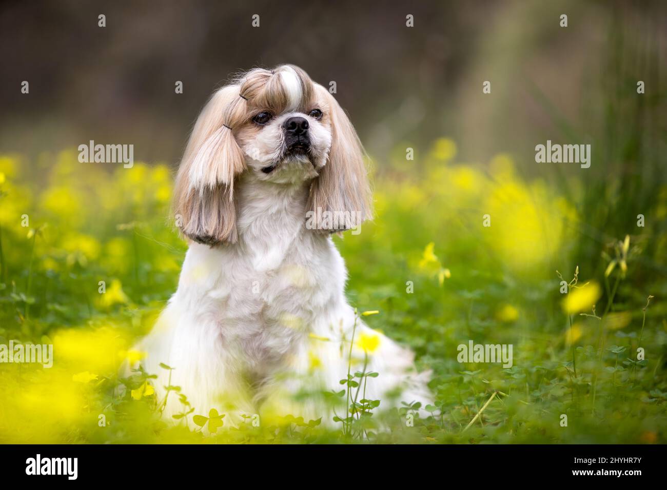 Ein süßer Shih Tzu, der auf einem Feld mit gelben Kleeblüten sitzt. Stockfoto