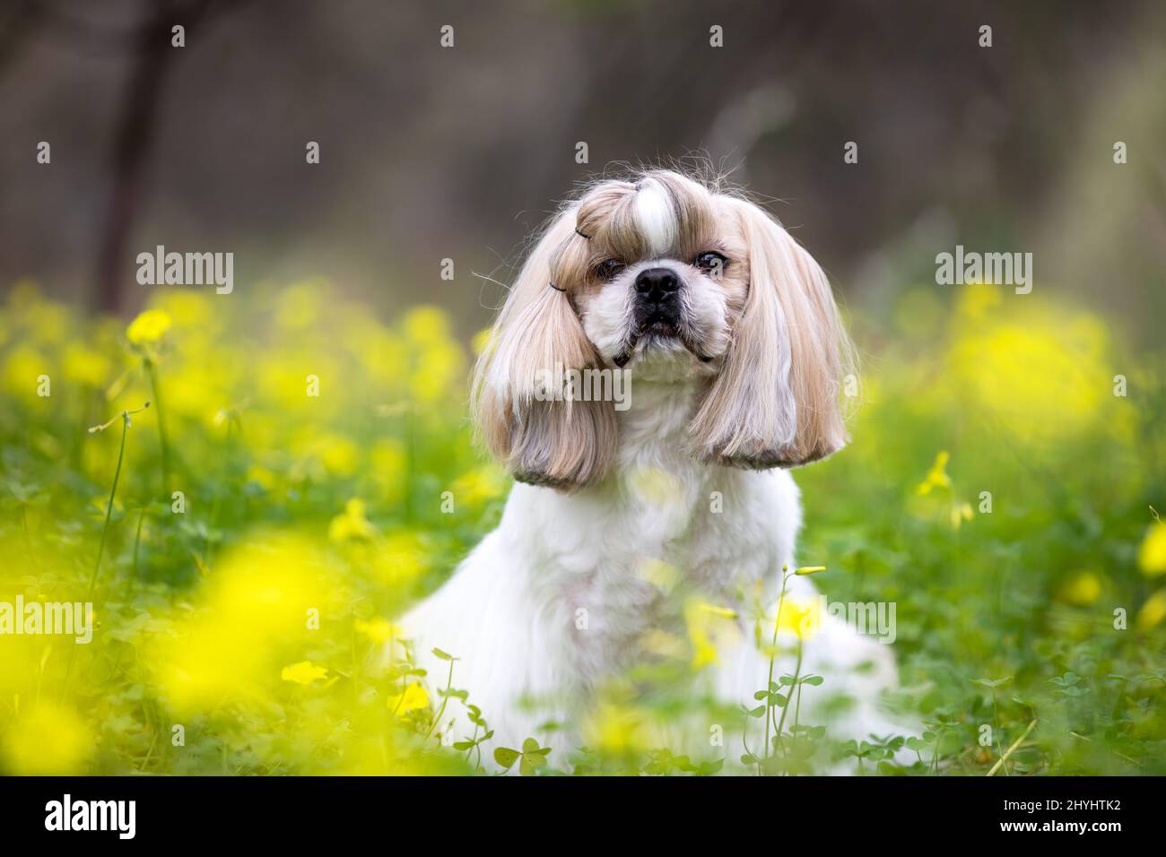 Ein süßer Shih Tzu, der auf einem Feld mit gelben Kleeblüten sitzt. Stockfoto