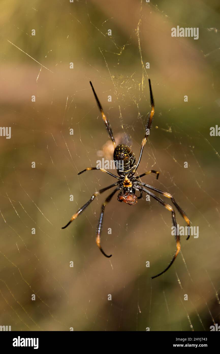 Australian garden orb weaver spiders Fotos und Bildmaterial in hoher