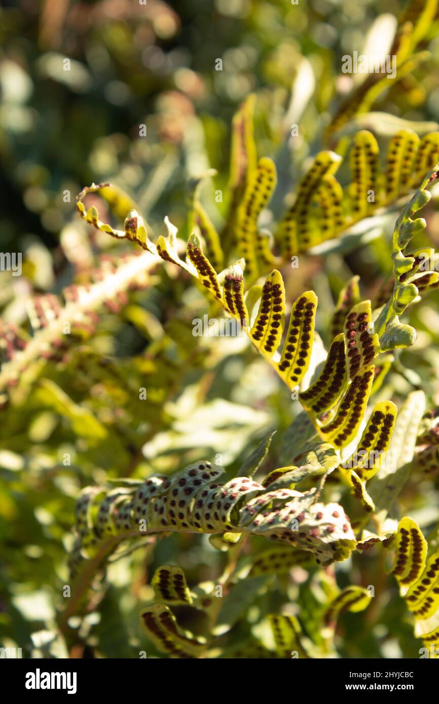 Blätter mit Samen des Botanischen Gartens Polypodium Vulgare Berlin Deutschland Stockfoto