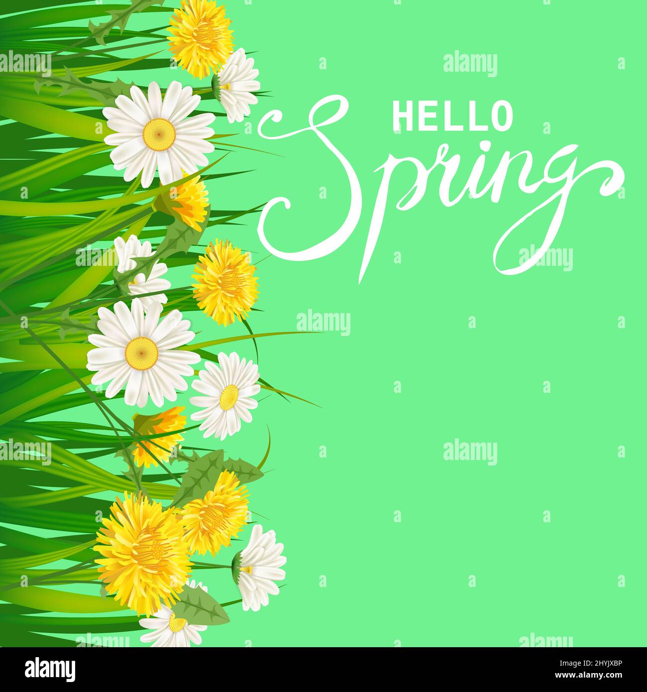 Hello Spring Lettering Schablone Hintergrund mit Blumen-Elendeln und Gänseblümchen, Kamillen, Gras. Vektorgrafik. Frisches Design für Poster Stock Vektor