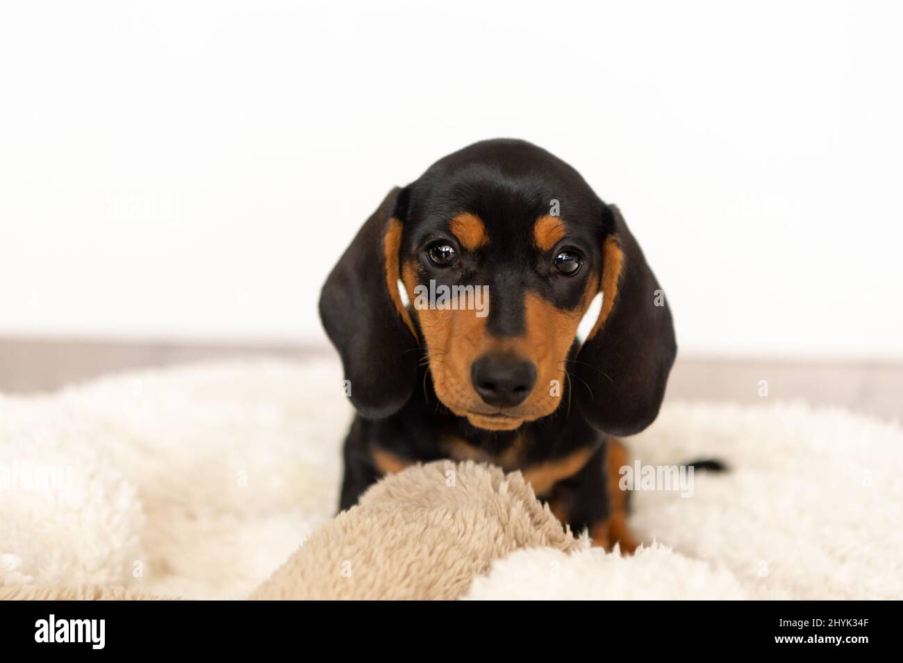 Niedlicher kleiner Wursthund 10 Wochen alt Stockfoto