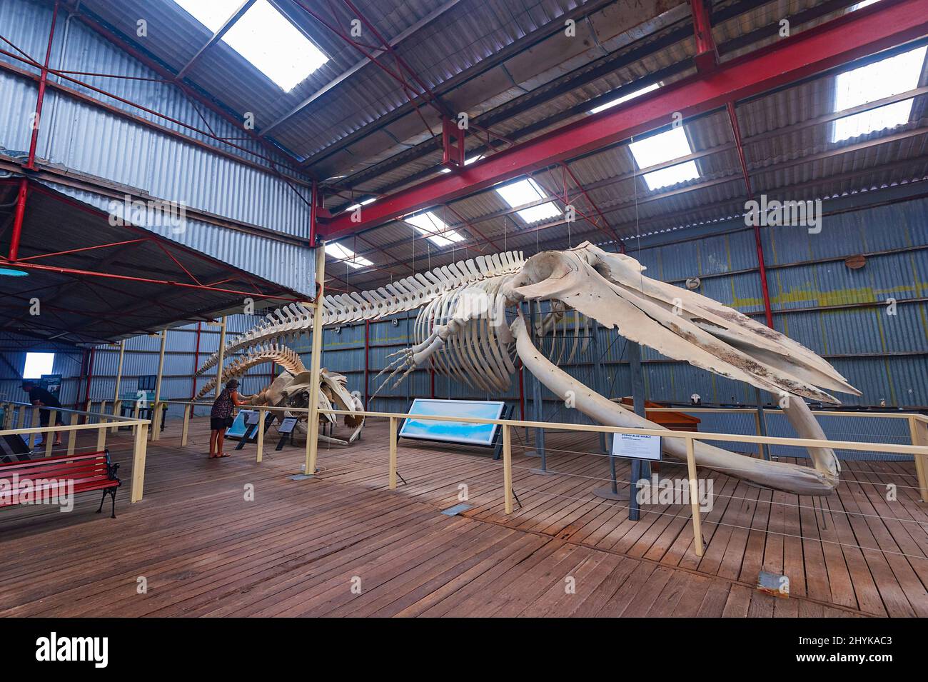 Skelett eines Pygmäen-Blauwals (Balaenoptera musculus brevicauda), ausgestellt im Historic Whaling Station Museum, Frenchman Bay, nahe Albany, Weste Stockfoto