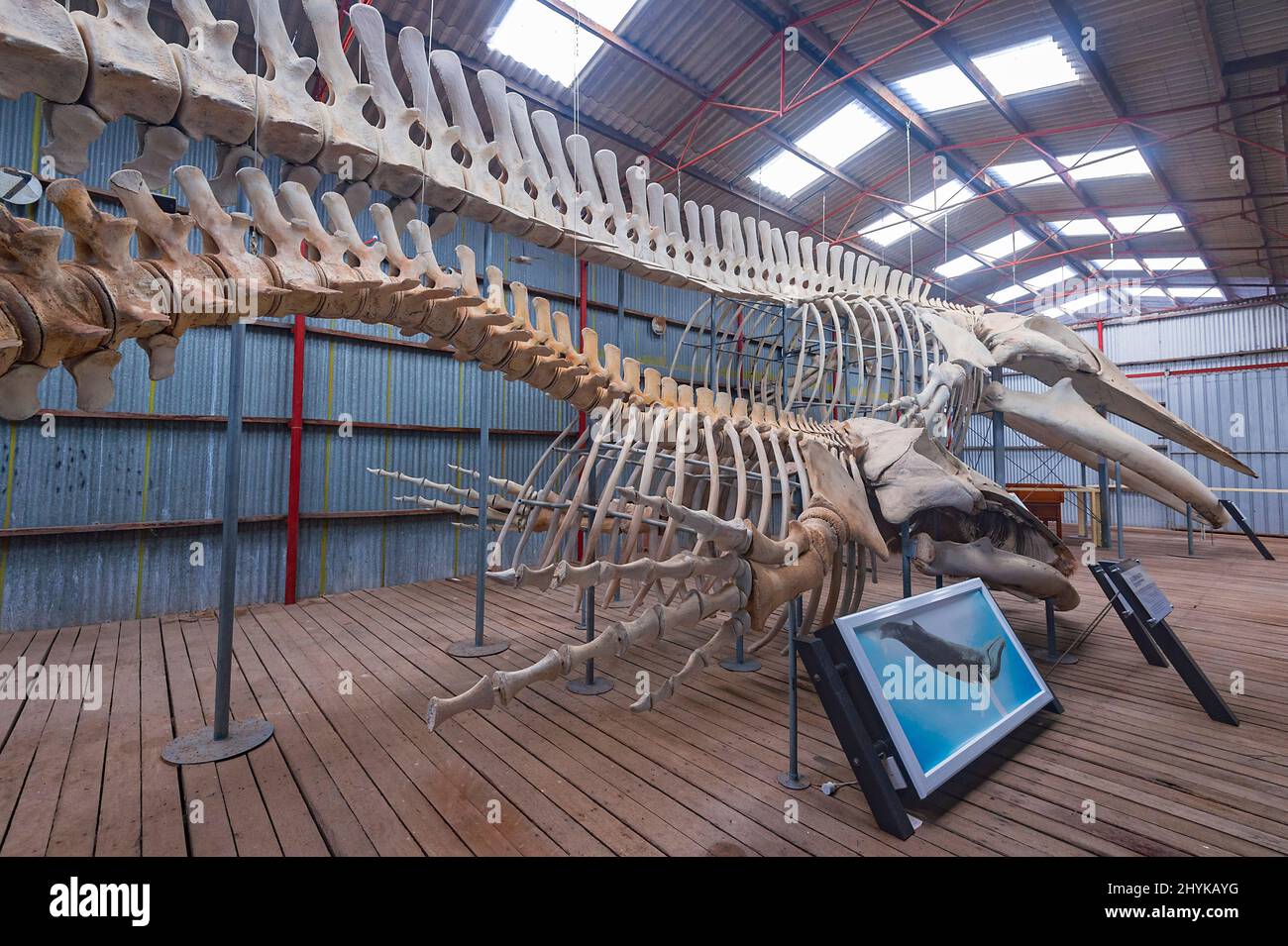 Skelett der Pygmy Blauen Wale (Balaenoptera musculus brevicauda), ausgestellt im Historic Whaling Station Museum, Frenchman Bay, nahe Albany, Wester Stockfoto