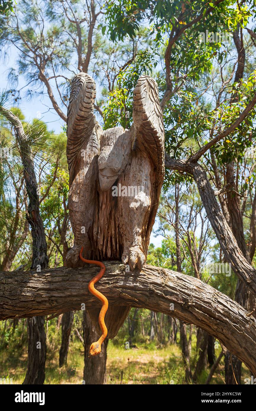 Holzschnitzereien entlang des Chainsaw Sculptures Drive, einer beliebten Touristenattraktion, Albany, Western Australia, WA, Australien Stockfoto