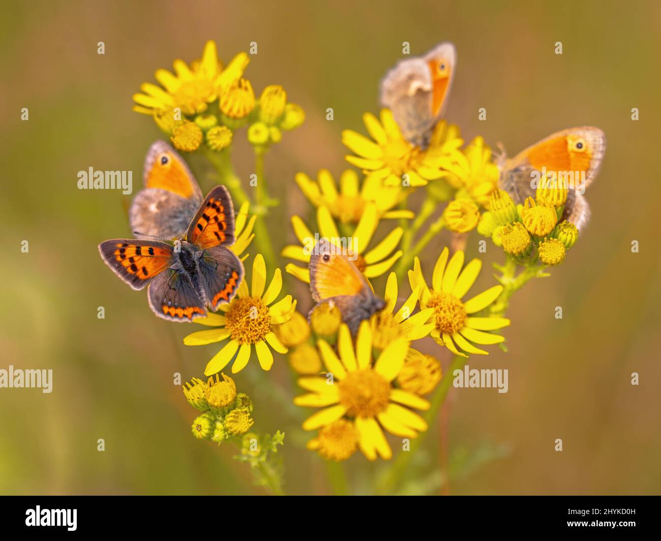 Nahaufnahme vieler Schmetterlinge auf einer gelb blühenden Gemeine Ragwurz (jacobaea vulgaris) Blüte. Diese Pflanze wird oft als schädlich und mit Abstand umstritten angesehen Stockfoto