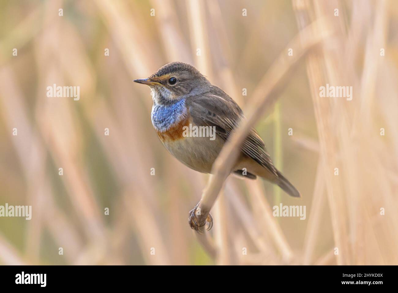 Gewöhnlicher Kakadus (Melolontha melolontha) Käfer, der auf Kraut ruht. Wildlife Szene der Natur in Europa. Niederlande. Stockfoto