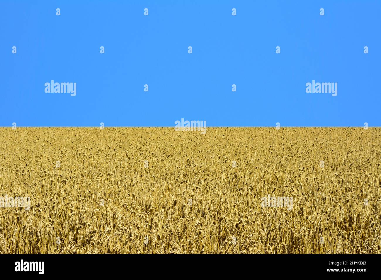 Gelbes Weizenfeld mit einem klaren blauen Himmel, der die Farben der ukrainischen Flagge repräsentiert. Die Ukraine wird als „Brotkorb Europas“ bezeichnet Stockfoto