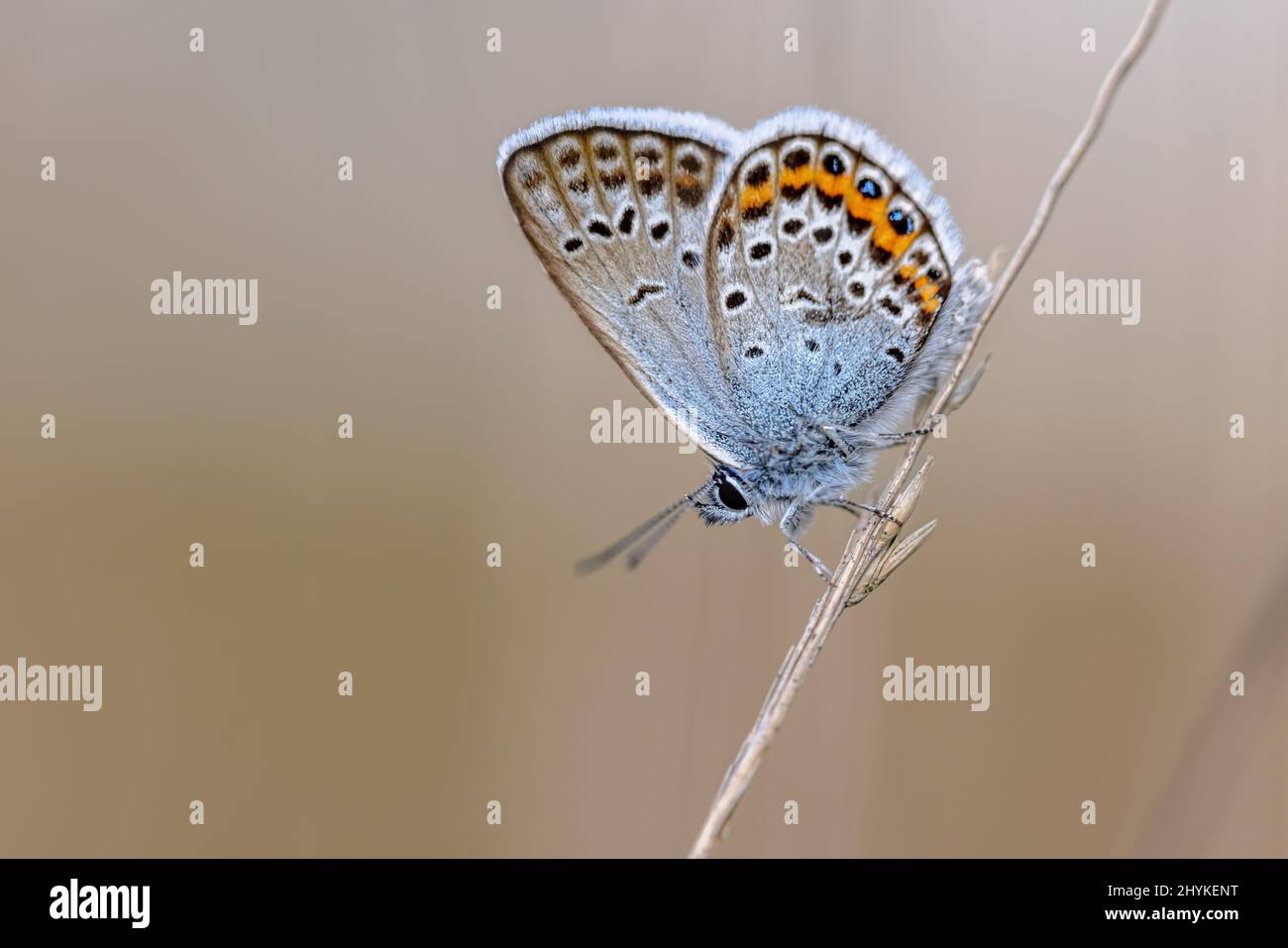 Blauer Schmetterling mit silbernen Nieten (Plebeius argus), der mit geschlossenen Flügeln auf Stock in natürlichem Heidegebiet ruht. Drenthe, Niederlande. Stockfoto