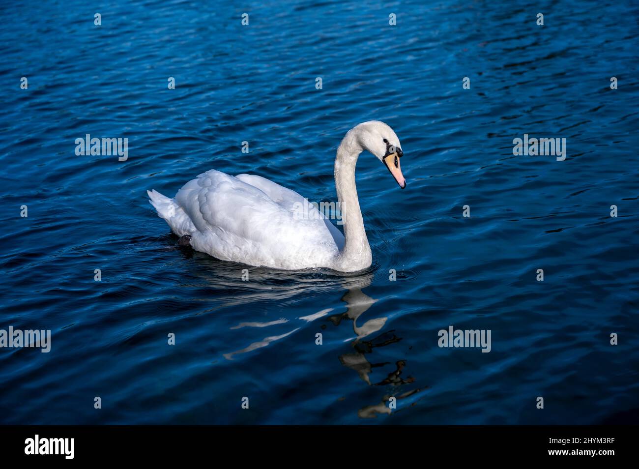 Weißer Schwan (Cygnus) schwimmt im Wasser, Hannover, Niedersachsen, Deutschland Stockfoto