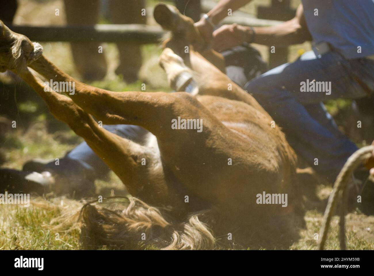 Nahaufnahme der Männer, die das Pferd in Rapa das Bestas halten. Galicien, Spanien. Stockfoto