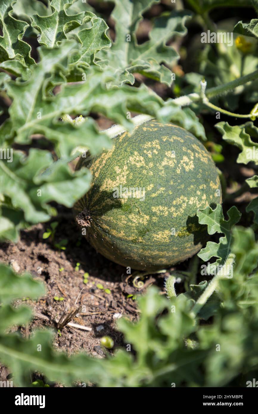 Frucht des Bitterapfels (Citrullus colocynthis), Sachsen, Deutschland Stockfoto