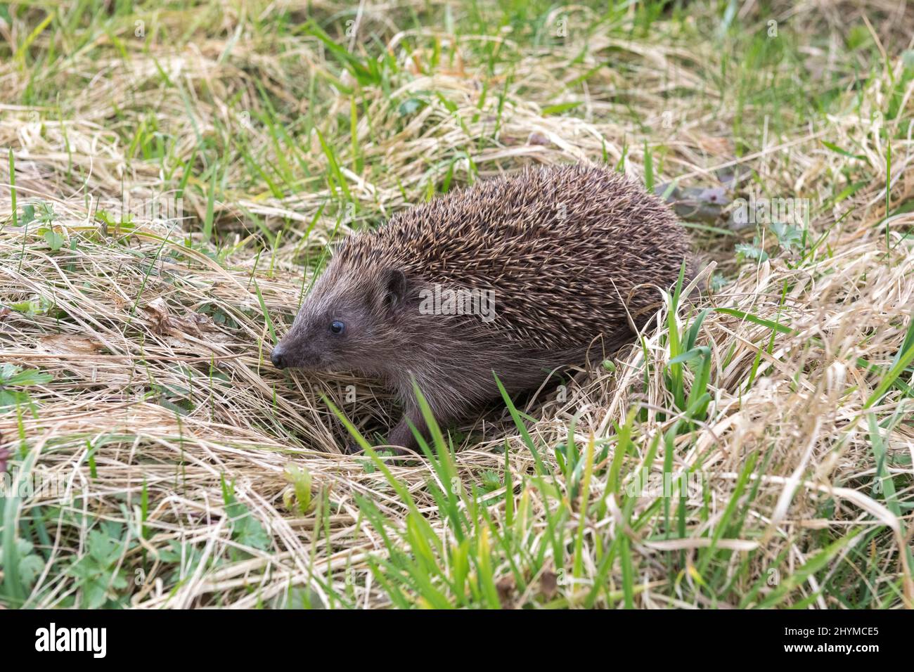 Europäischer Igel (Erinaceus europaeus), der im Gras läuft, Baden-Württemberg Stockfoto