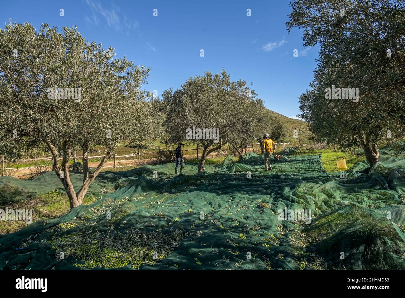 Olivenernte in der Nähe von Custonaci, Westsizilien, Italien Stockfoto