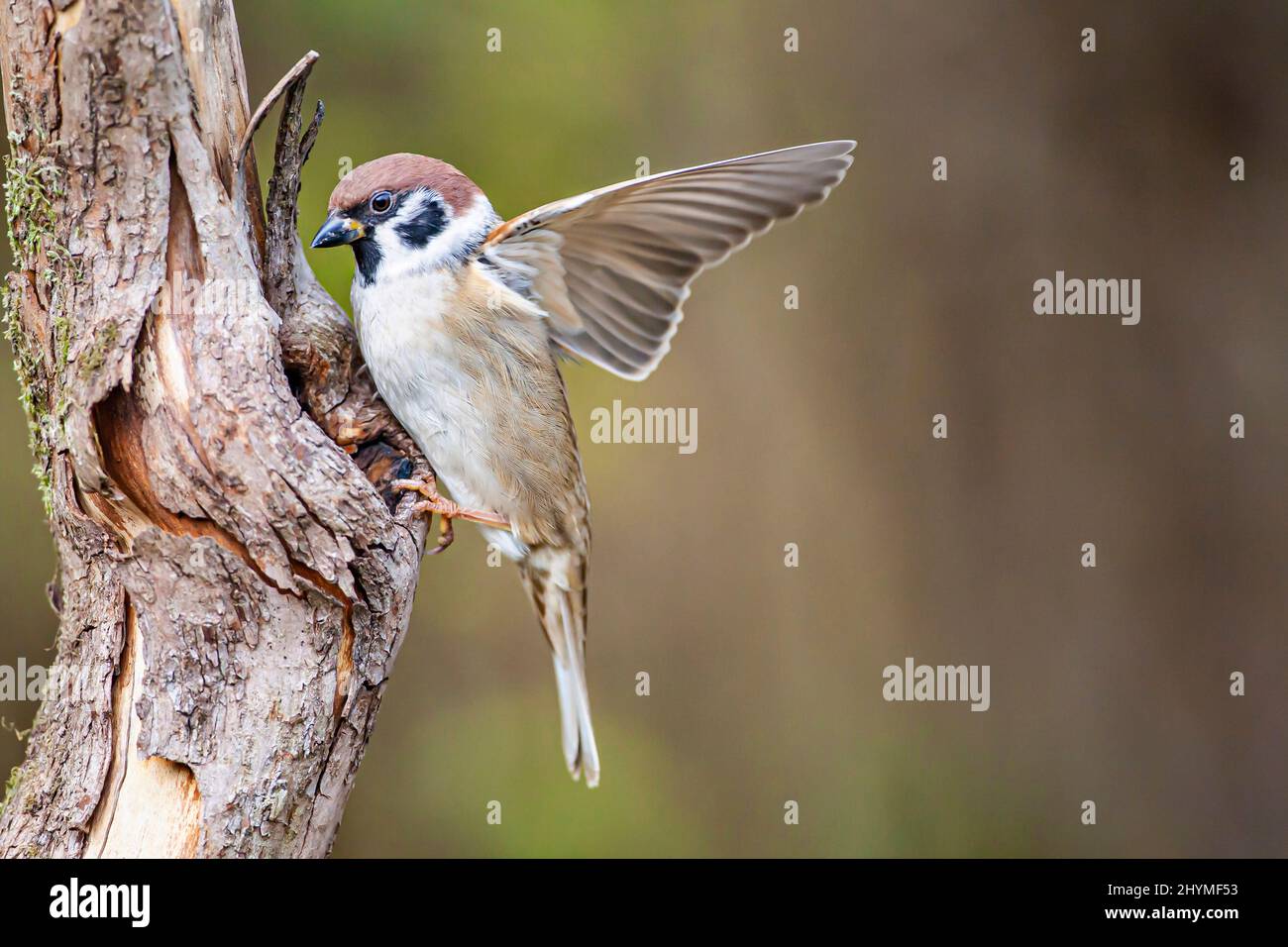 Eurasischer Baumsperling (Passer montanus), Landung an einem Loch, Seitenansicht, Deutschland, Bayern Stockfoto