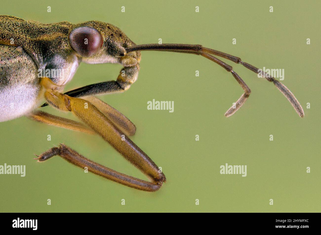 Teichskater, Wasserläufer, Teichläufer (Gerridae), Portrait, Deutschland, Bayern Stockfoto