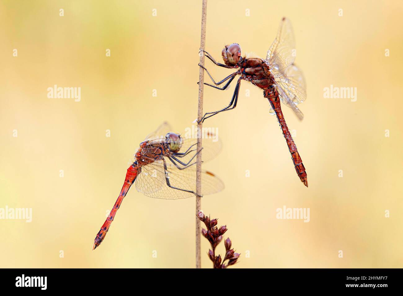 Osteuropäische Sympetrum (Sympetrum depressiusculum), zwei Männchen, die mit Morgentau auf einer Klinge aus Gras benetzt wurden, Deutschland, Bayern Stockfoto