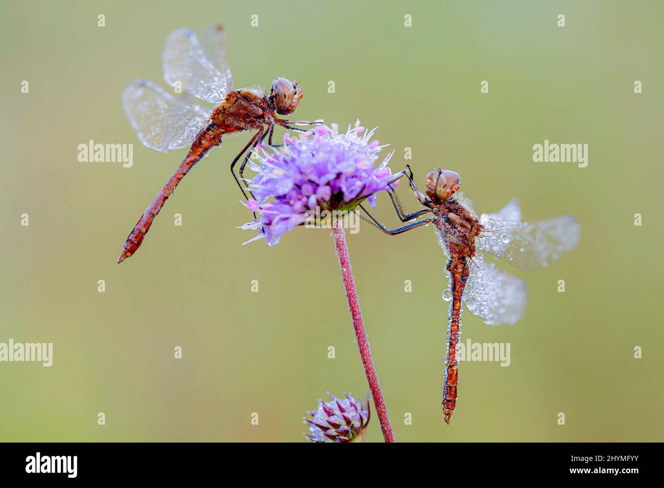Osteuropäische Sympetrum (Sympetrum depressiusculum), zwei Männchen, die auf einer scheußlichen Blüte mit Morgentau benetzt wurden, Deutschland, Bayern Stockfoto