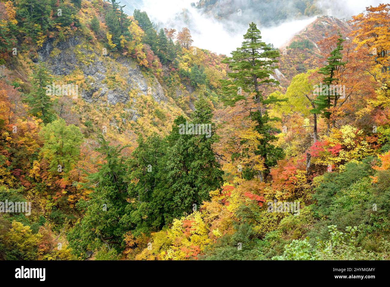 Japanische Weißkiefer (Pinus parviflora), in wildem Zustand, Japan, Honshu, Hakusan-Nationalpark Stockfoto