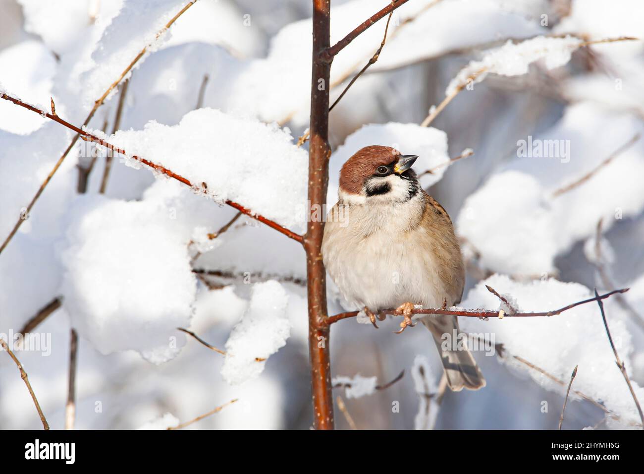 Eurasischer Baumsperling (Passer montanus), im Winter auf einem Zweig starrend, Deutschland, Bayern Stockfoto