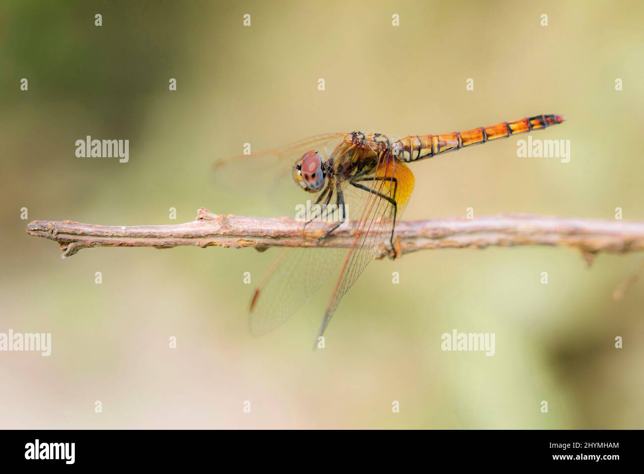 Violetter Wasserfallflügel, violett markierter Dunkelbauch, violett-rot-dunkler, pflaumenfarbener Wasserfallflügel (Trithemis annulata), weiblich, Frankreich, Korsika Stockfoto