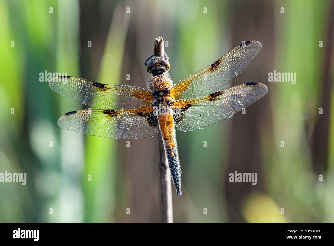 Vierfleckige Libellelle, vierfleckiger Verfolger, vier Flecken (Libellula quadrimaculata), Männchen, das mit Morgentau auf einem Grashalm benetzt ist, Deutschland, Bayern Stockfoto