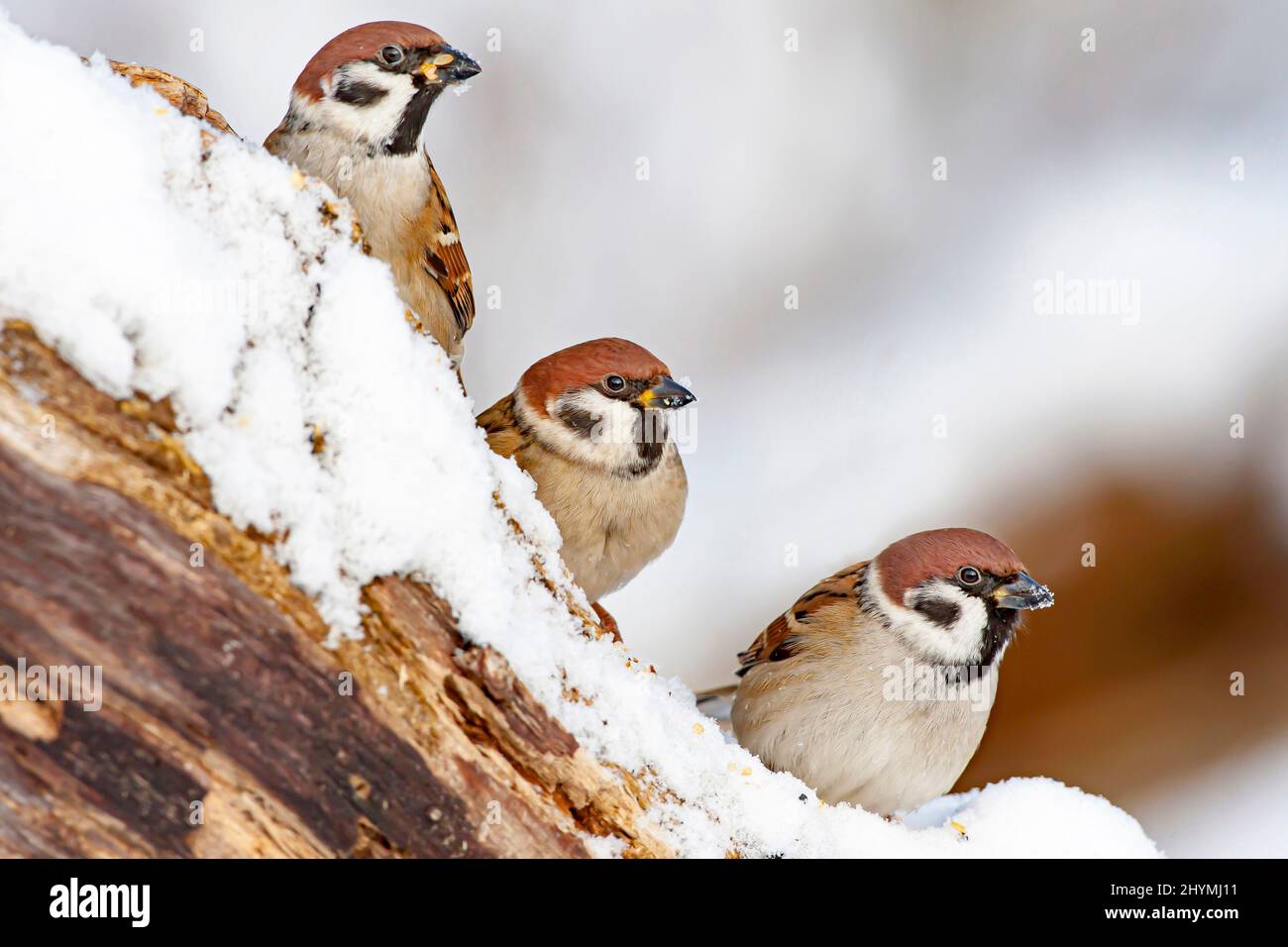 Eurasischer Baumsperling (Passer montanus), drei Baumsperlinge, die im Winter auf einem toten Baumstamm zusammenhalten, Deutschland, Bayern Stockfoto