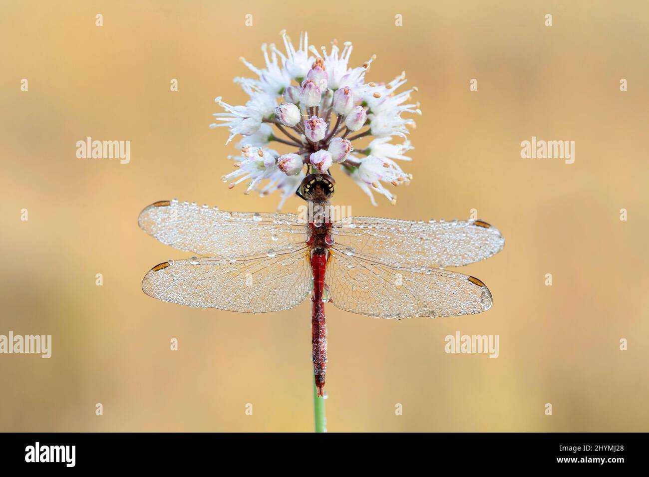 Osteuropäisches Sympetrum (Sympetrum depressiusculum), Männchen benetzt mit Morgentau auf blühendem Allium, Deutschland, Bayern Stockfoto