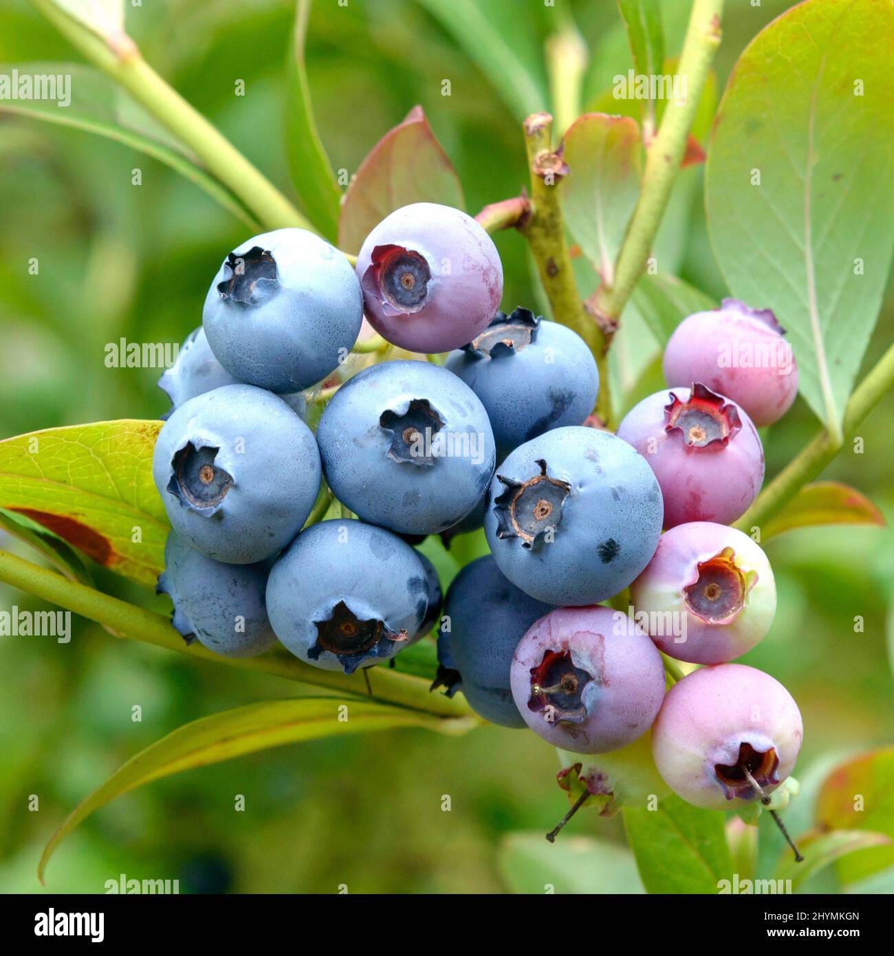 Hohe Heidelbeere, Hochbusch-Heidelbeere, Sumpf-Heidelbeere (Vaccinium corymbosum 'Bluecrop', Vaccinium corymbosum Bluecrop), Sorte Bluecrop Stockfoto