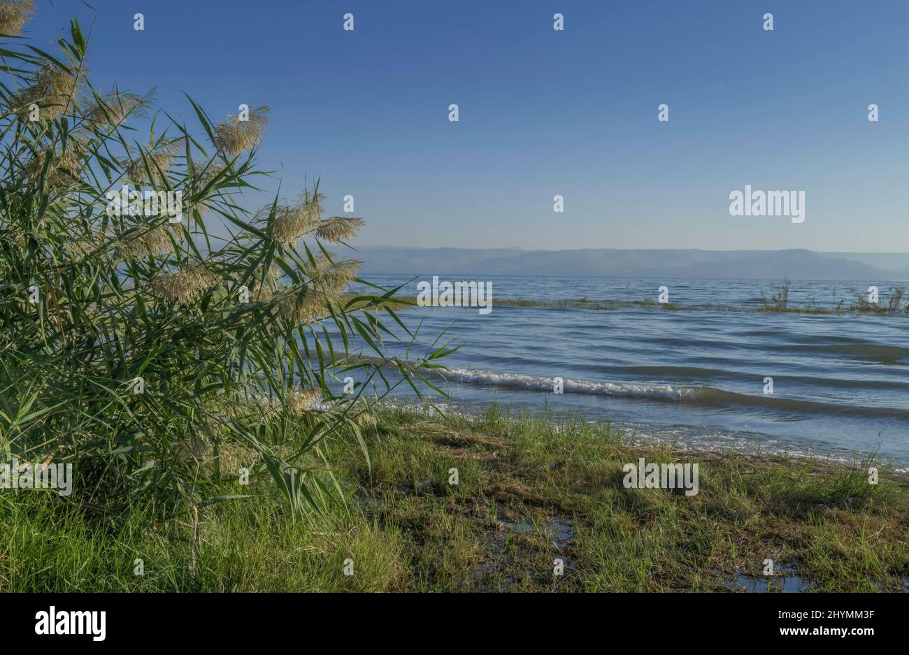 Strand in der Nähe von Migdal, See von Galilee, Israel Stockfoto
