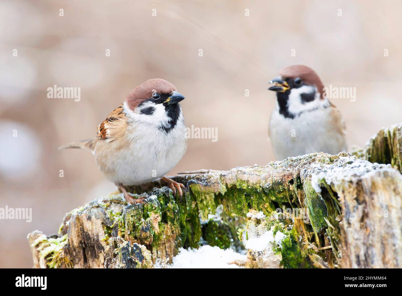 Eurasischer Baumsperling (Passer montanus), zwei Spatzen, die im Winter auf einem faulen Baumstumpf auf Nahrungssuche gehen, Deutschland, Bayern Stockfoto
