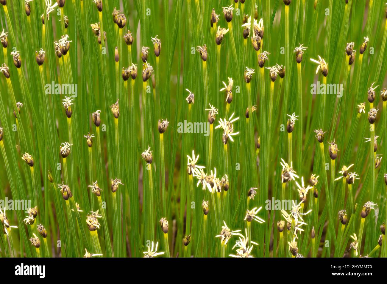 Deergrass, Hirsche Haar (Trichophorum cespitosum), blühende, Deutschland, Bayern, Murnauer Moos Stockfoto